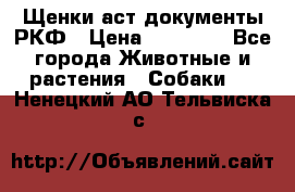 Щенки аст документы РКФ › Цена ­ 15 000 - Все города Животные и растения » Собаки   . Ненецкий АО,Тельвиска с.